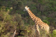 giraffe (14)